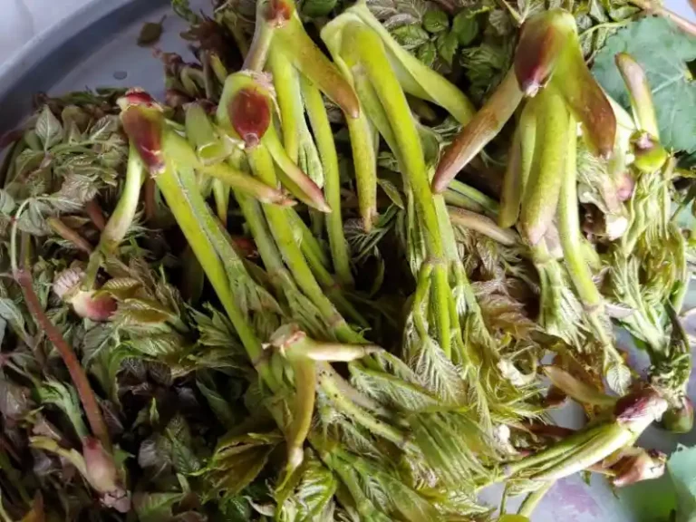 산나물 많이 나오는 전국 전통시장 추천