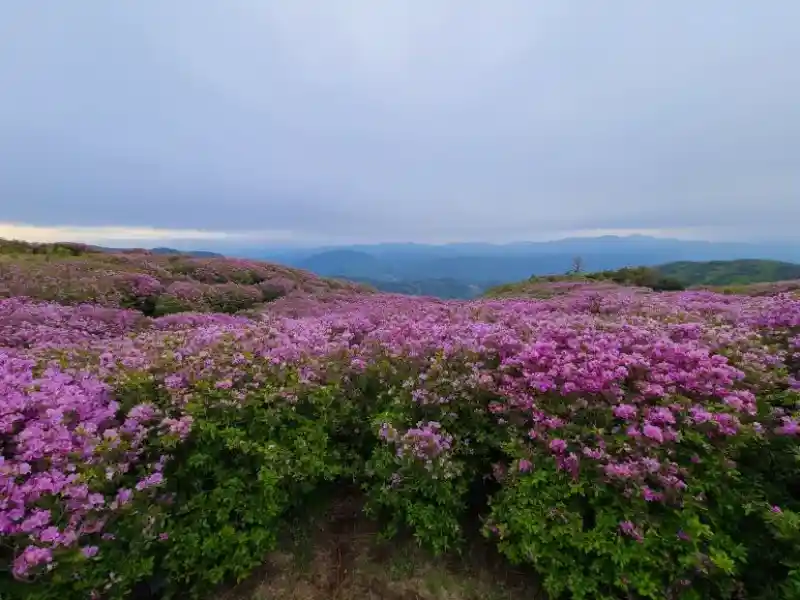 철쭉이란? 봄의 대표 꽃 소개