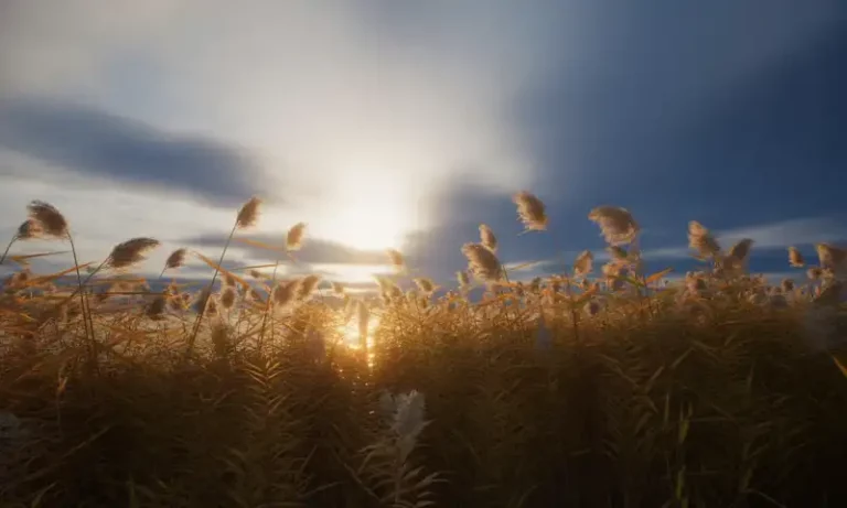 경기도 갈대 명소 평일 감성 코스 추천