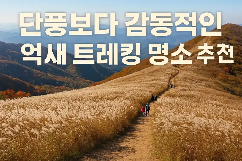 단풍보다 감동적인 억새 트레킹 명소 추천