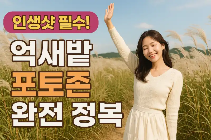인생샷 필수! 억새밭 포토존 완전 정복